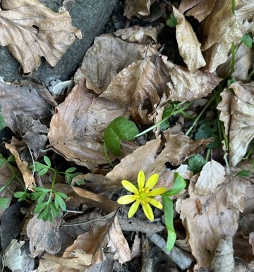 growth